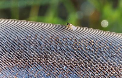 Tiny Bug On A Dewy Feather DSCN135473