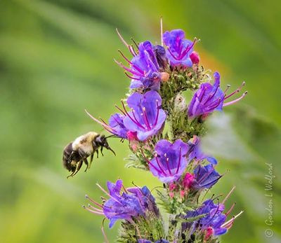 Bumble Bee Flying Near Viper's Bugloss DSCN135789