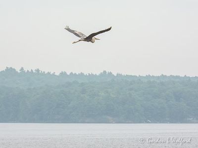 Great Blue Heron Flying In Wildfire Smoke Over Lower Rideau Lake DSCN136073