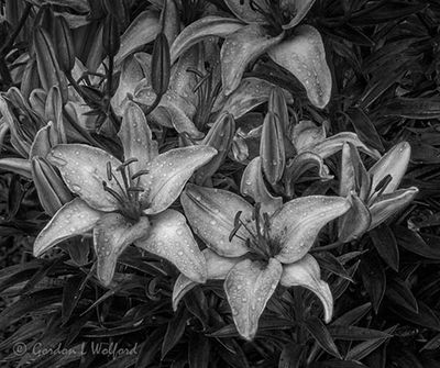Wet Lilies DSCN136386BW