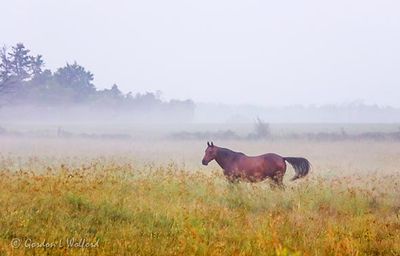 Equine Pal On A Foggy Morning 90D72040