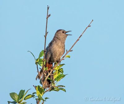 Gray Catbird Singing Atop A Sapling DSCN137209