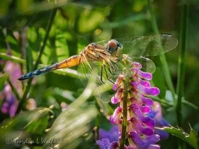 Dragonfly On A Purple Flower DSCN137407