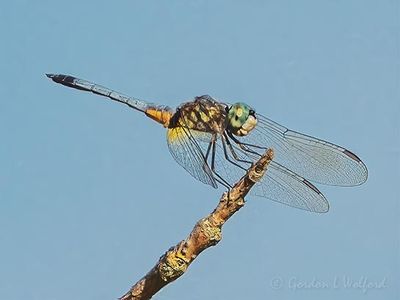 Blue Dasher Dragonfly On The End Of A Twig DSCN137704
