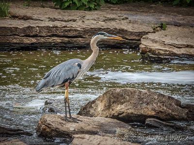 Great Blue Heron On The Rocks DSCN137942