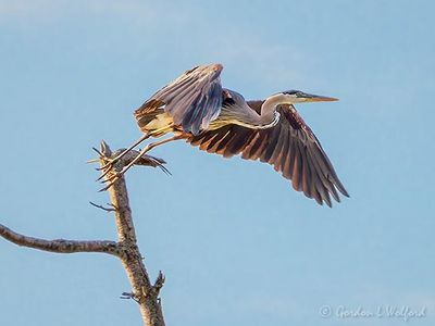 Great Blue Heron Taking Flight DSCN138163