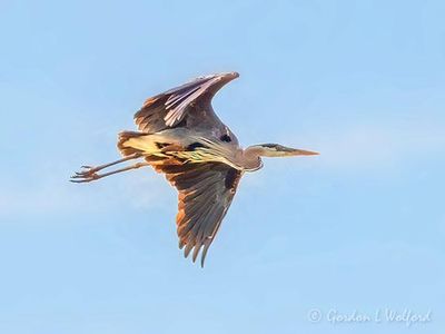 Great Blue Heron In Flight DSCN138164