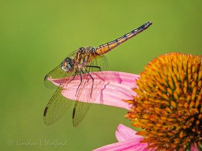Dragonfly On A Coneflower DSCN138580