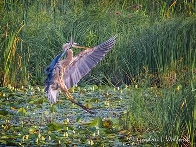 Great Blue Heron Landing DSCN138744