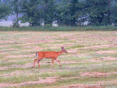 Deer Crossing Field DSCN138901