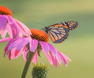 Monarch Butterfly On A Coneflower DSCN139144.6