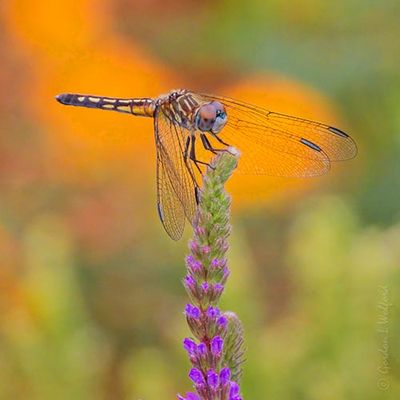 Dragonfly On Purple Loosestrife DSCN139750