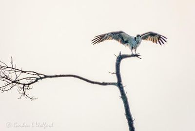 Backlit Osprey With Spread Wings Atop A Tree DSCN141319