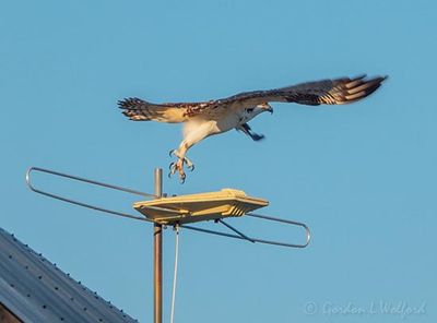 Osprey Taking Flight From An Antenna DSCN141550