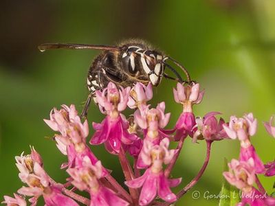 Bald-faced Hornet On A Milkweed Flower DSCN141845