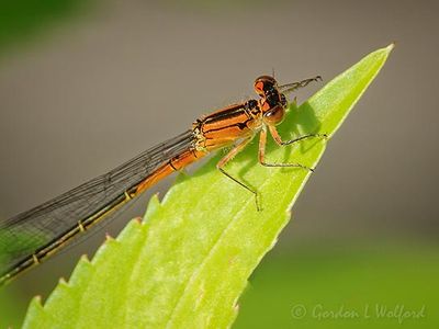 Dragonflies & Damselflies of Smiths Falls