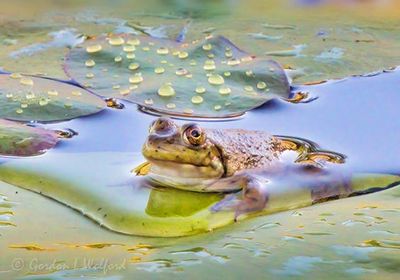 Bullfrog On A Wet Lily Pad DSCN142418