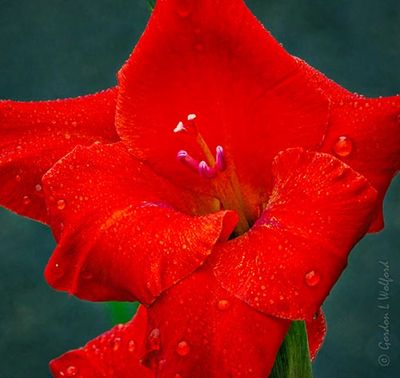 Wet Red Gladiolus DSCN143237