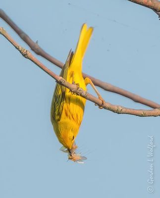 Yellow Warbler Bending Over Backward For A Catch DSCN137251