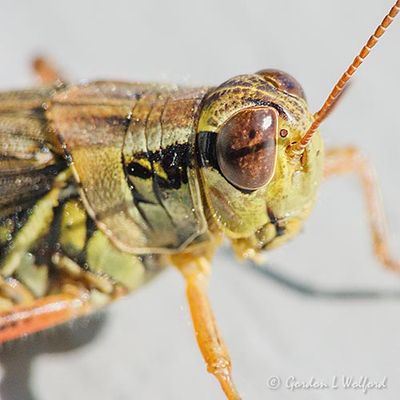 Grasshopper Up Close DSCN143539