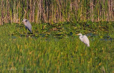 Great Blue Heron & Great Egret In The Swale DSCN143789