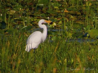 Great Egret With A Catch DSCN143807