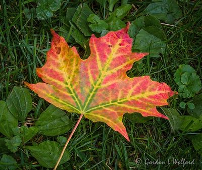 First Autumn Leaf Fallen DSCN143989