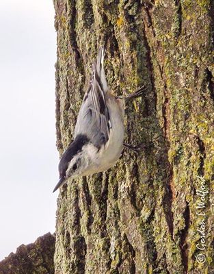 Nuthatches of Ontario