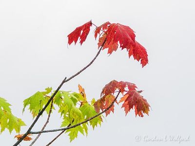 First Fall Foliage DSCN144252