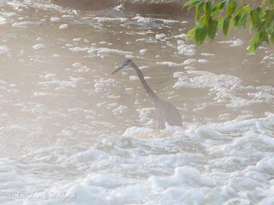 Great Blue Heron In Misty Old Slys Rapids DSCN144607