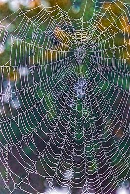 Dewy Spider Web 90D82934
