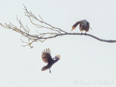 Crow Mobbing A Cormorant DSCN147040