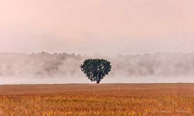 Fog Beyond Lone Tree 90D86507