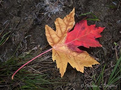 Two Tone Fallen Autumn Leaf DSCN148532