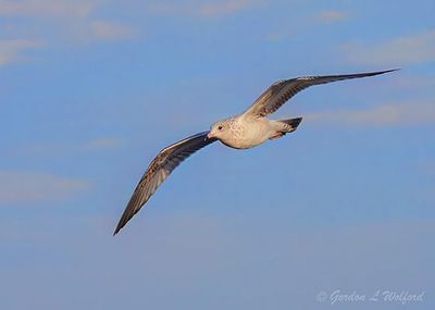 Ring-billed Gull In Flight DSCN149596