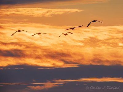 Sunrise Clouds Beyond Geese In Flight DSCN149636