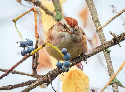 Tree Sparrow On A Grape Vine DSCN150039