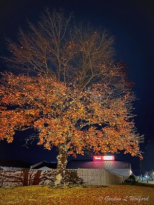 Autumn Tree At Night (iPhone14-2593)