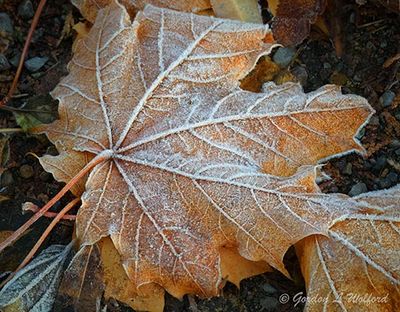 Frosty Fallen Fall Leaf DSCN150642