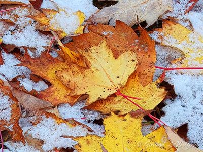 Fallen Fall Leaves Among Dusting Of Autumn Snow DSCN150725