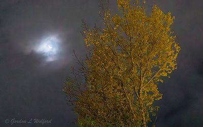 Clouded Crescent Moon Beyond Autumn Tree 90D91679