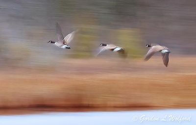 Three Canada Geese Taking Flight Panned DSCN151402