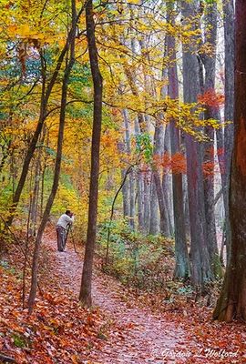 Along the Natchez Trace Parkway Gallery