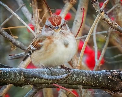 Red Berries Beyond Tree Sparrow DSCN151591