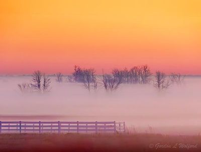 Trees In Ground Fog Beyond Fence At Sunrise 90D92713