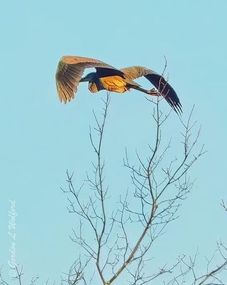 Great Blue Heron In Flight At Sunrise DSCN152123