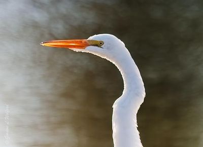 Great Egret Profile 26371