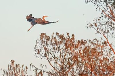 Great Blue Heron In Flight At Sunrise 26460