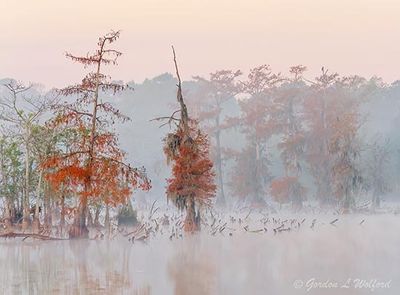 Autumn Cypresses In Fog At Sunrise 26612