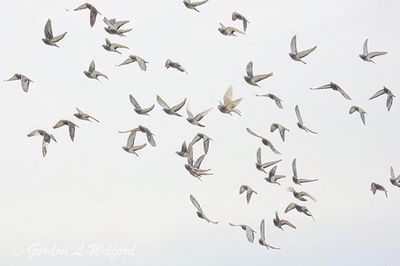 48 Pigeons In Flight DSCN152423